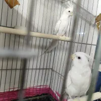 جفت دوکت آلبینو ضمانتی