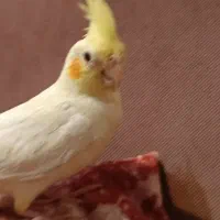 عروس هلندی نر و ماده|پرنده|لنگرود, |دیوار