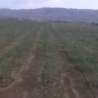 ۱۰هکتار باغی وکشاورزی فروش فوری تا پایان هفته|فروش دفتر صنعتی، کشاورزی، تجاری|شیراز, داریون|دیوار