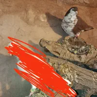 چندتاکفترپریشی|پرنده|نیشابور, فضل|دیوار