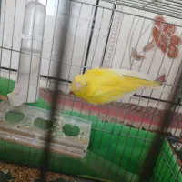 مرغ عشق روستای زراقلی|پرنده|رامهرمز, |دیوار