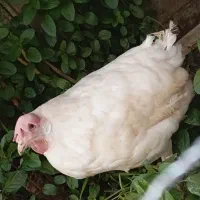 مرغ