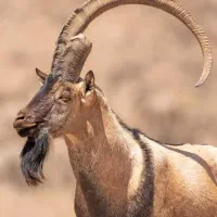 ۷عدد بره جفتی حدود۸۰الا ۷۰به فروش می‌رسند