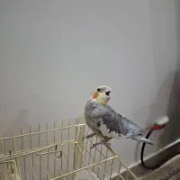 عروس هلندی نر مست|پرنده|تهران, کرمان|دیوار