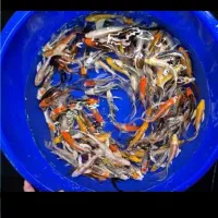 فروش نواع ماهی کوی