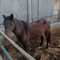 اسب|اسب و تجهیزات اسب‌سواری|قم, دروازه چوبی|دیوار