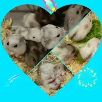 همستر کوچولوی مینیاتوری سفید،مشکی