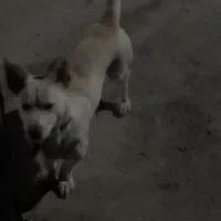 سگ‌پا‌کوتاه|سگ|سنقر, |دیوار