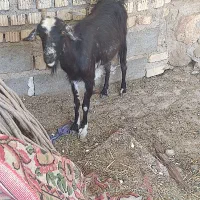 بز فروشی