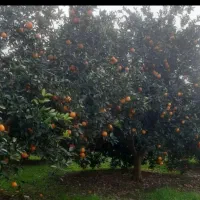 فروش پرتقال سردرختی