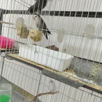 طوطی کوتوله