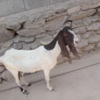 بز گلاب فروشی