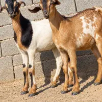 دوتا.کهره نر چینی اصل