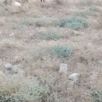اسب
