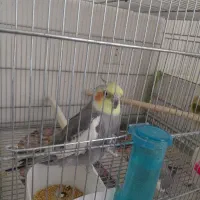 یک جفت عروس هلندی مولد سینامون