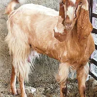 بز،تیشتر ماده گلابی، تکاوری،کهره نر بوئر|حیوانات مزرعه|وحدتیه, |دیوار