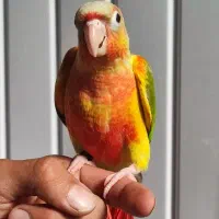 جفت طوطی گرینچیک اهلی دبل رد به ضمانت تخم جوجه