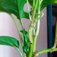 قرص کود ارگانیک ۲۵۰|گل و گیاه طبیعی|امیدیه, |دیوار