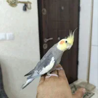 طوطی عروس جفت نر سخنگو. مینا 5ماهه نیمه دستی