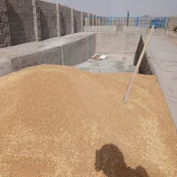 گندم بردسیر مناسب نان(پیشگام)