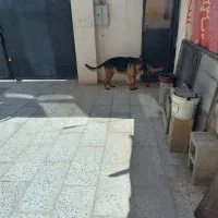 سلام  سگ های ژرمن و پامرین