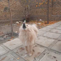 پامرین|سگ|تهران, انبار نفت|دیوار