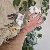 جوجه عروس هلندی کاملا دستی