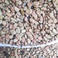 فروش باقلاخوش پخت