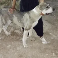 سگ پژدر