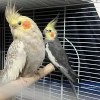 عروس هلندی فوق مولد معاوضه