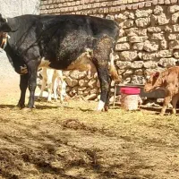 گاو و گوساله نژاد اصیل