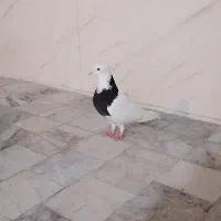 7عدد کفتر اس