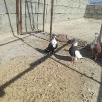 پرنده|پرنده|خاش, |دیوار