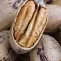 گردو پکان