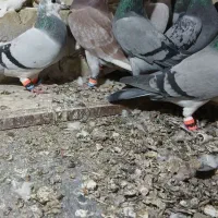 کفترای پلاکی پرنده|پرنده|زاویه, |دیوار