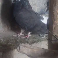 کبوتر جم ماده