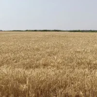 اجاره زمین کشاورزی