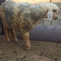 بره ماده سبک.