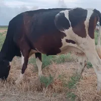 گاو هلشتاین درشت