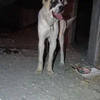 واگزاری توله 9 ماه