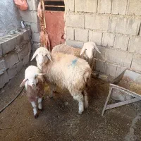 بره داشتی قیمت مناسب