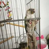 یک جفت طوطی گرینچیک|پرنده|فردیس, فردیس|دیوار