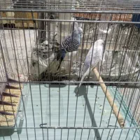 مرغ عشق معاوضه|پرنده|قم, شهرک مهدیه (مدرس)|دیوار