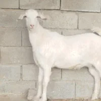 تیشتر  سانن|حیوانات مزرعه|سر آسیاب یوسفی, |دیوار