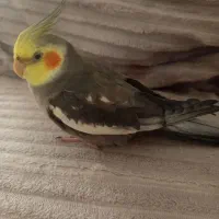 عروس هلندی گ.م