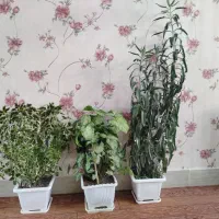 گل طبیعی|گل و گیاه طبیعی|ایلام, |دیوار