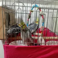 انتقال سرپرستی عروس هلندی ومرغ عشق مولد آماده تخم