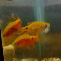 ماهیللوپی.رزیبارب.ومپایر|ماهی|رشت, لاکانی|دیوار