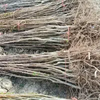 پخش انواع نهال اصلاح شده دانه 50 هزار