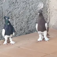 کبوتر خوب|پرنده|خورموج, |دیوار